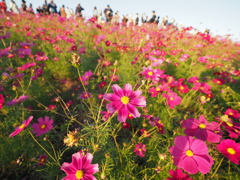 2020　ひたち海浜公園のコキアとコスモス