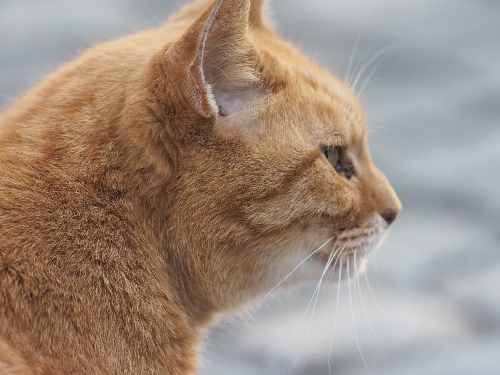 東扇島西公園の猫