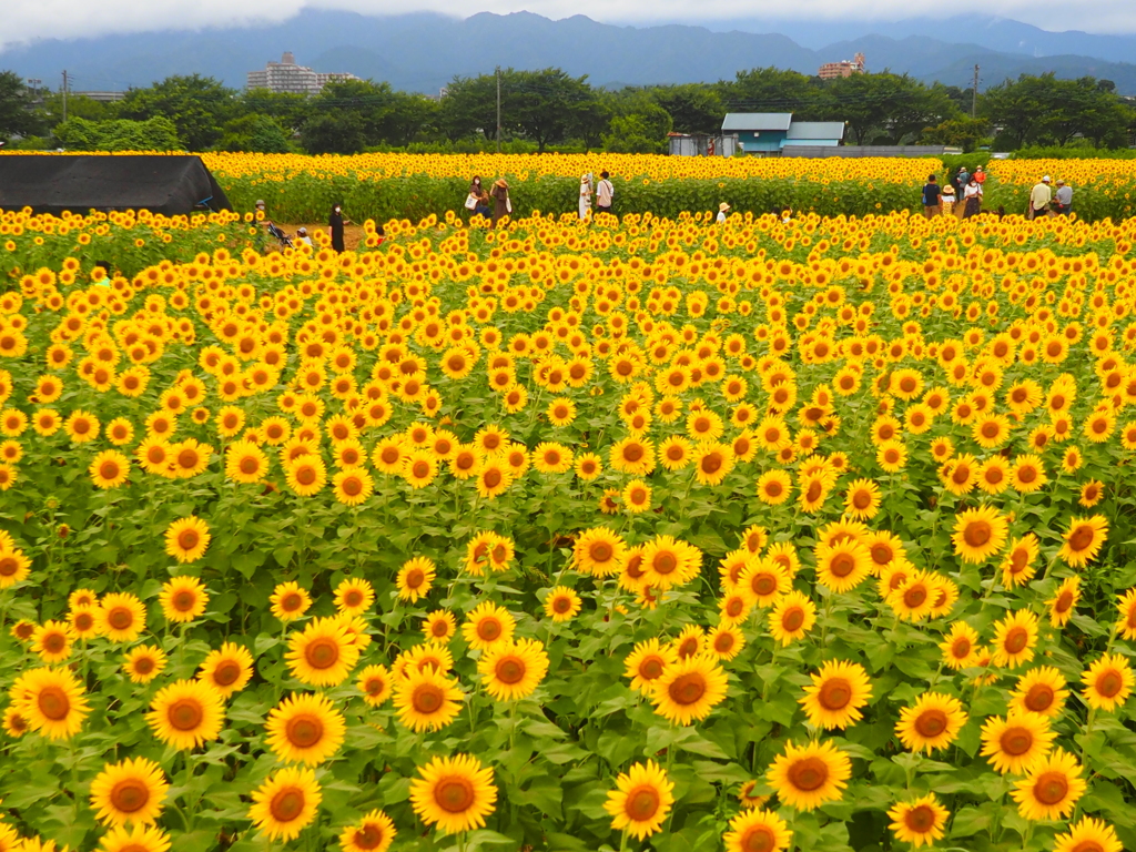 座間市ひまわりまつり