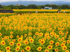 座間市ひまわりまつり