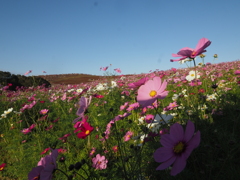 2020　ひたち海浜公園のコキアとコスモス