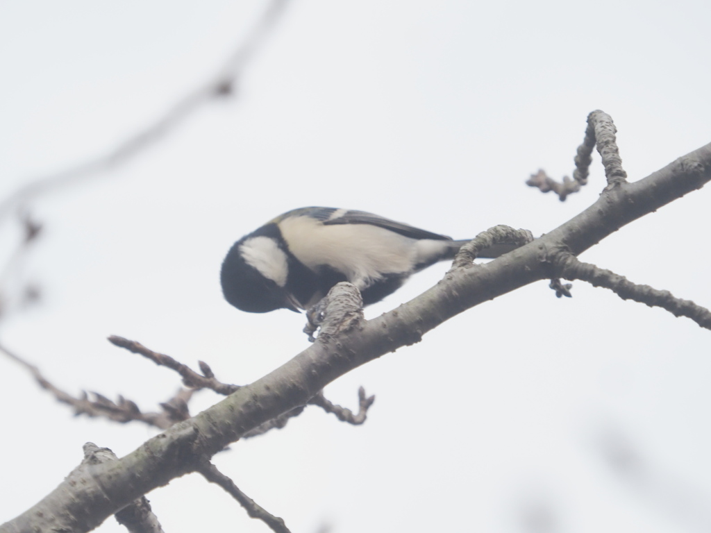 引地川の鳥