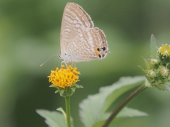 小出川彼岸花の蝶