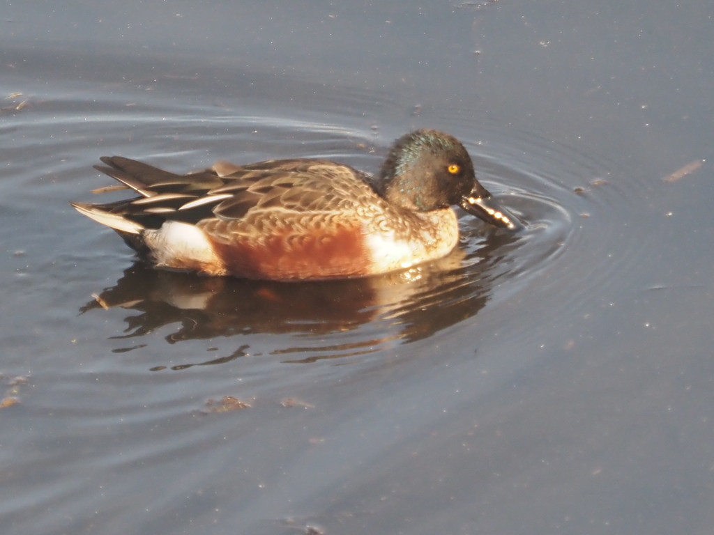今田貯水池の鳥