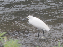 引地川のコサギ