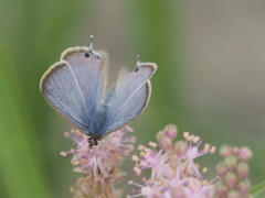 小出川彼岸花の蝶