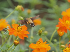 キバナコスモス　ひたちなか海浜公園
