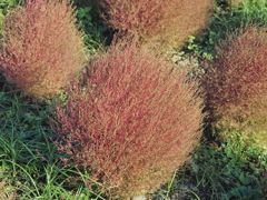 2020　ひたち海浜公園のコキアとコスモス