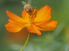 キバナコスモス　ひたちなか海浜公園
