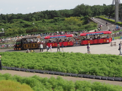緑のコキア　ひたち海浜公園