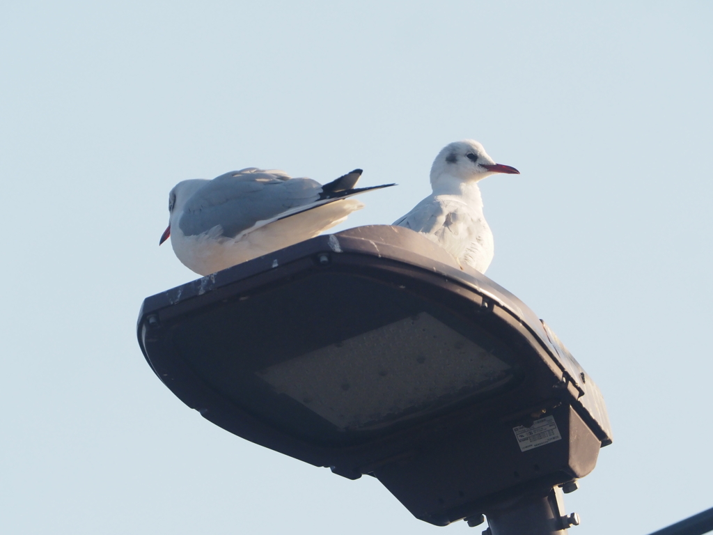 引地川親水公園のユリカモメ