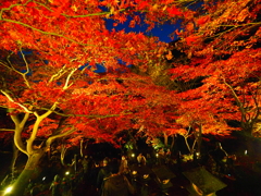 大山寺ライトアップ