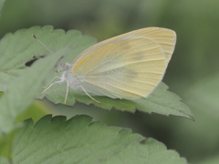 小出川彼岸花の蝶
