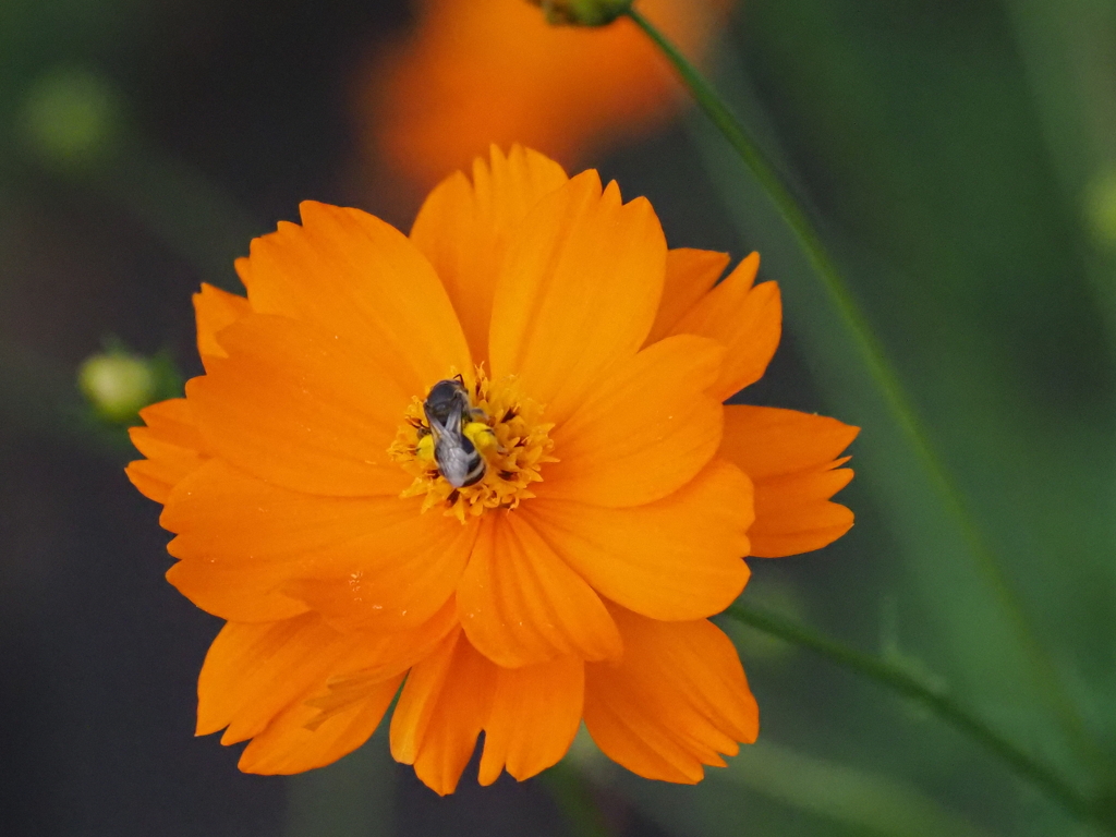 宇都宮の花と虫