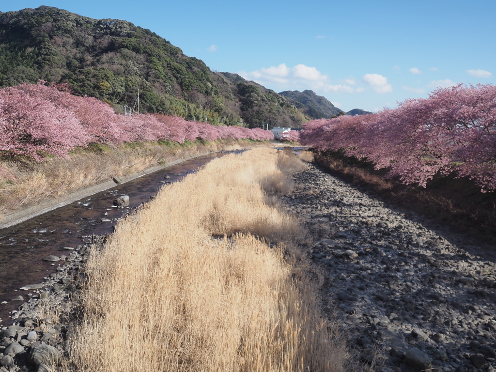 河津桜