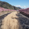 河津桜