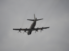 彼岸花の上の海上自衛隊機