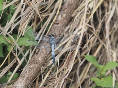 小出川のトンボ