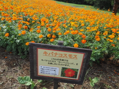 キバナコスモス　ひたちなか海浜公園