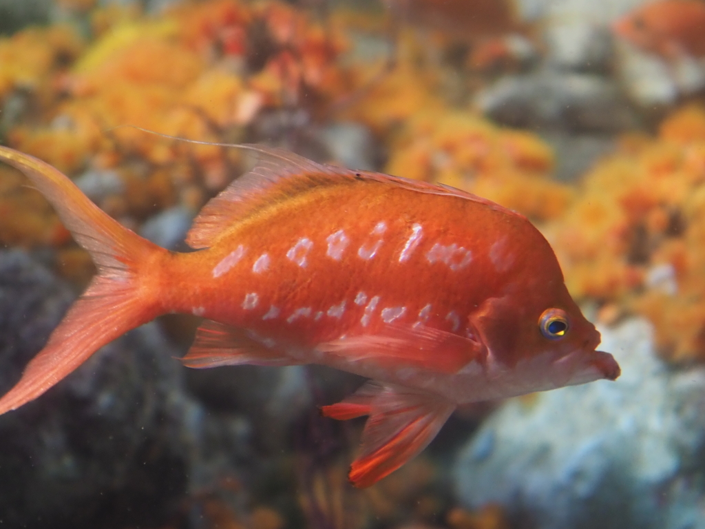 新江ノ島水族館のサクラダイ