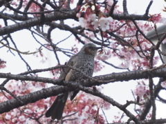 熱海桜とヒヨドリ