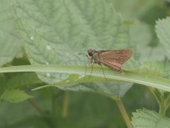 小出川彼岸花の蝶