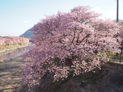 河津桜