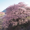 河津桜