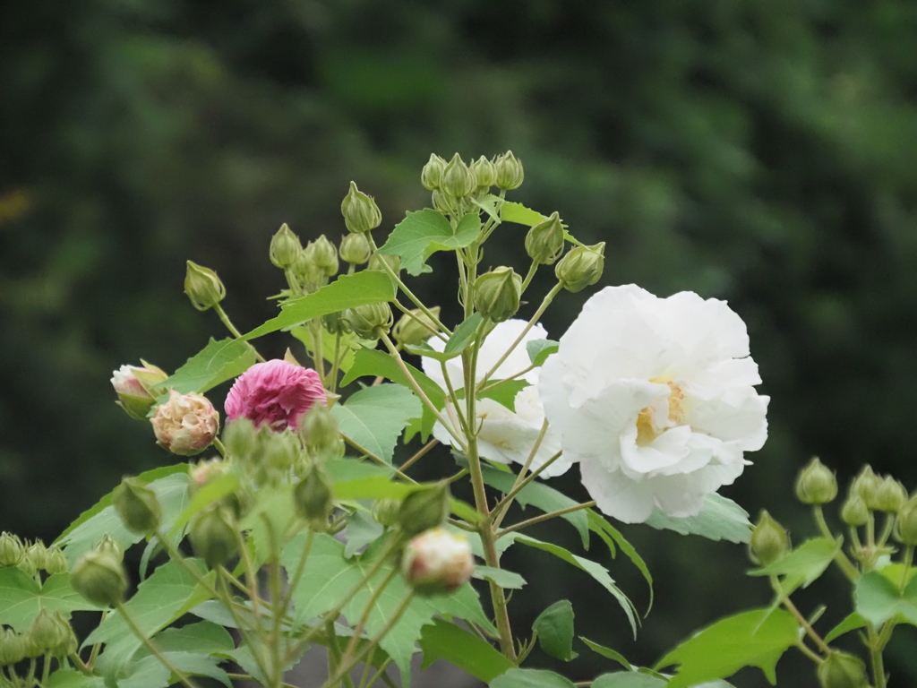 横浜西方寺の酔芙蓉