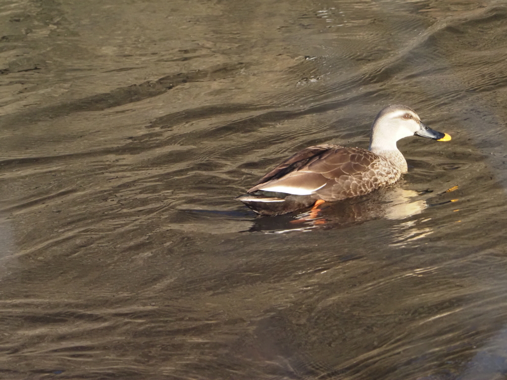 引地川親水公園のカモ