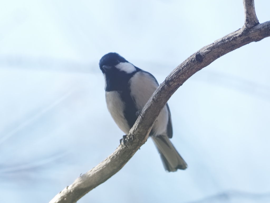 相模原公園のシジュウカラ