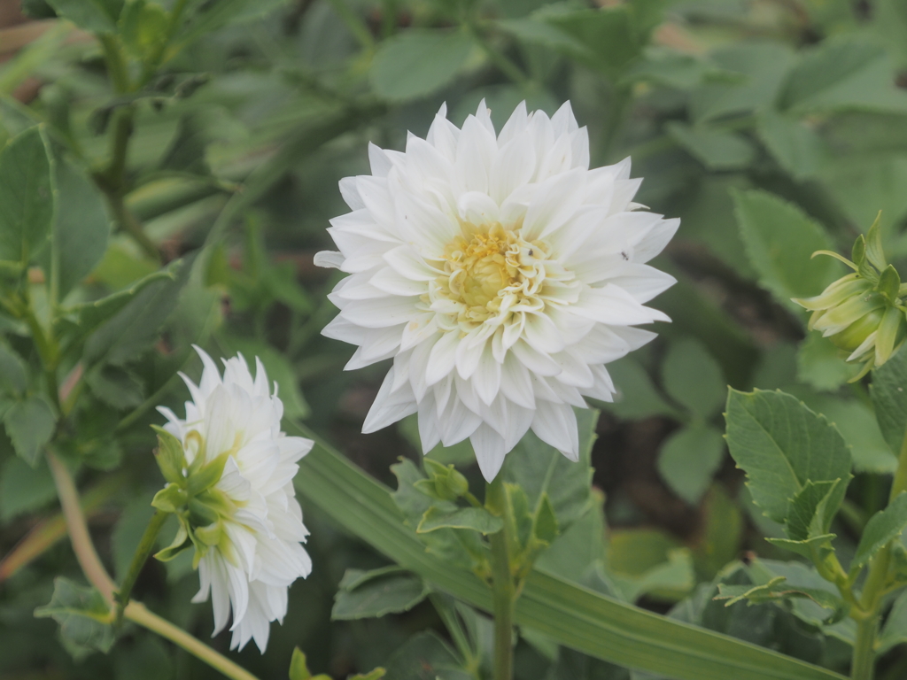小出川彼岸花
