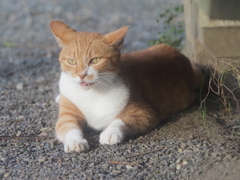 三渓園の猫