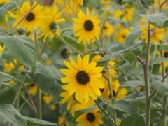 ソレイユの丘のヒマワリ