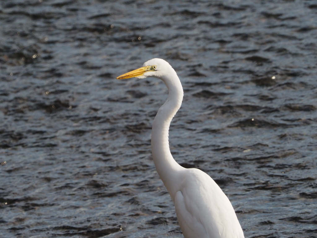 引地川のダイサギ