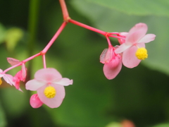 藤沢えびね・やまゆり園