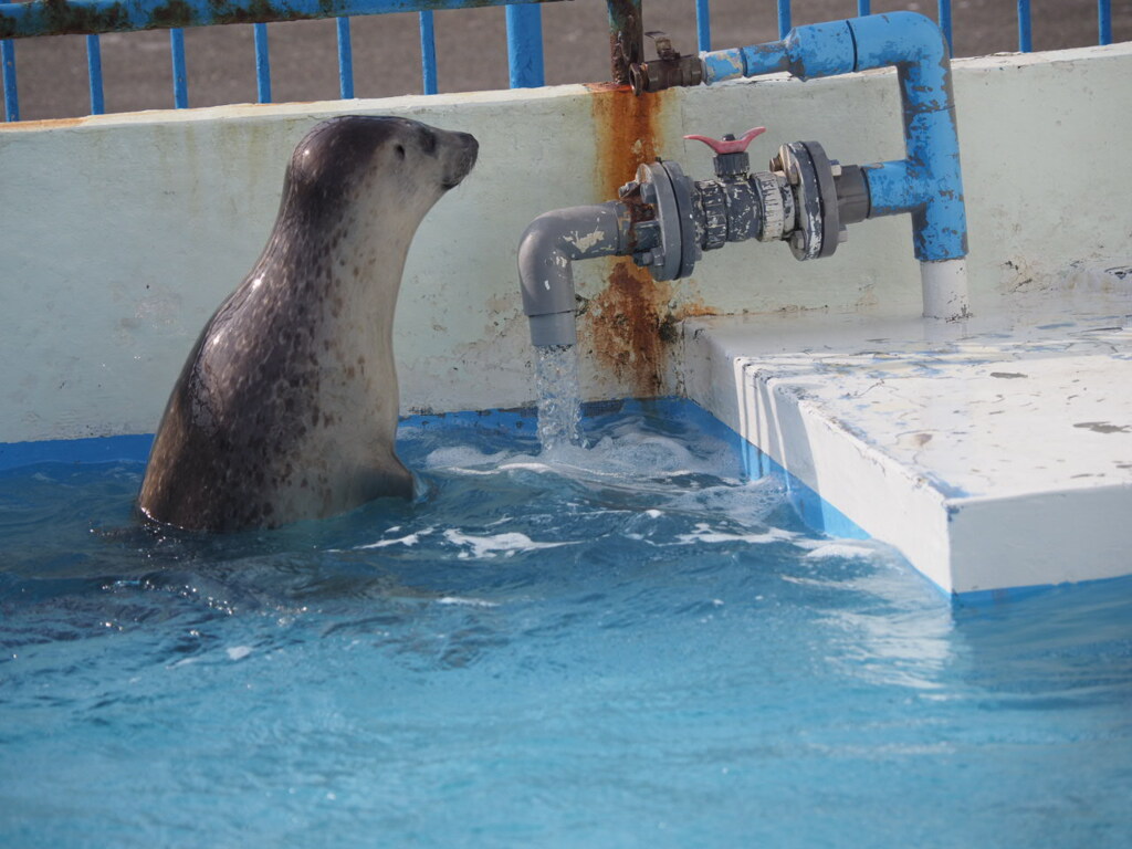 稚内市立ノシャップ寒流水族館