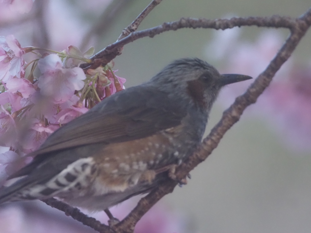 河津桜