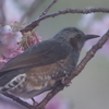 河津桜