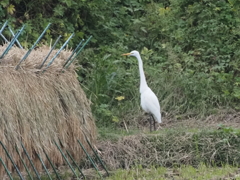 下飯田のサギ