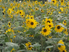 ソレイユの丘のヒマワリ