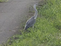 工事現場のアオサギ