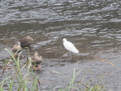 引地川のコサギとカルガモ