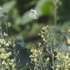 開成のモンシロチョウ