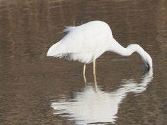 今田貯水池のダイサギ