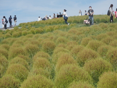 緑のコキア　ひたち海浜公園