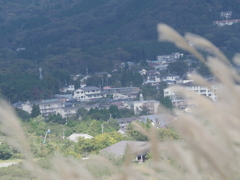 箱根仙石原の生き物