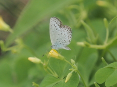 小出川彼岸花の蝶