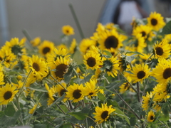ソレイユの丘のヒマワリ