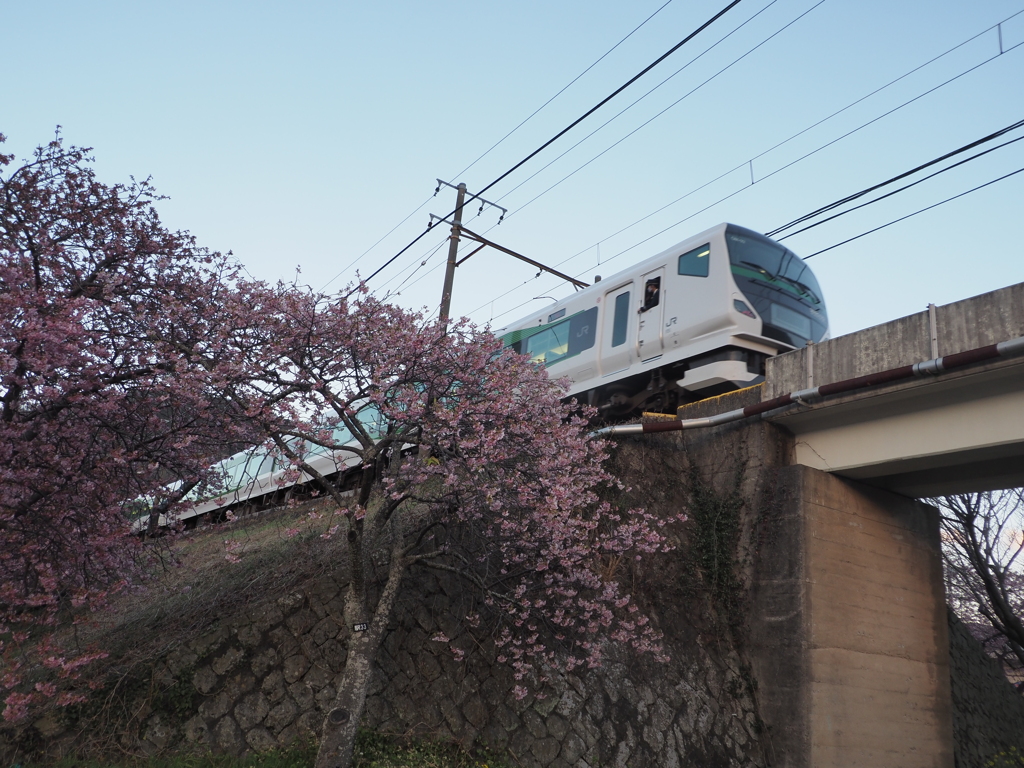 河津桜